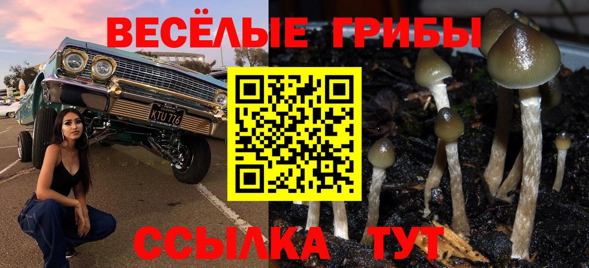 Галлюциногенные грибы Psilocybine cubensis Арсеньев